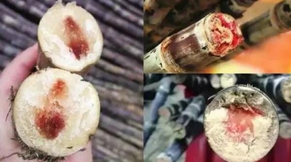 不要乱吃!这种美食时季不宜,容易中毒! 不要乱吃!这种美食时季不宜,容易中毒!