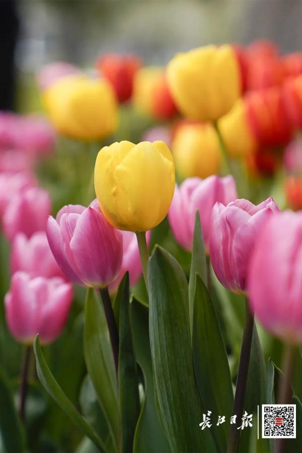 这一幕刷屏了！今天武汉人都在发朋友圈……