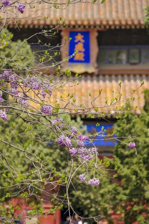 北方的春要按捺不住啦！北京这些地方将“花开成海”