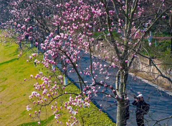 南京:升温!接近20℃ 南京:升温!接近20℃