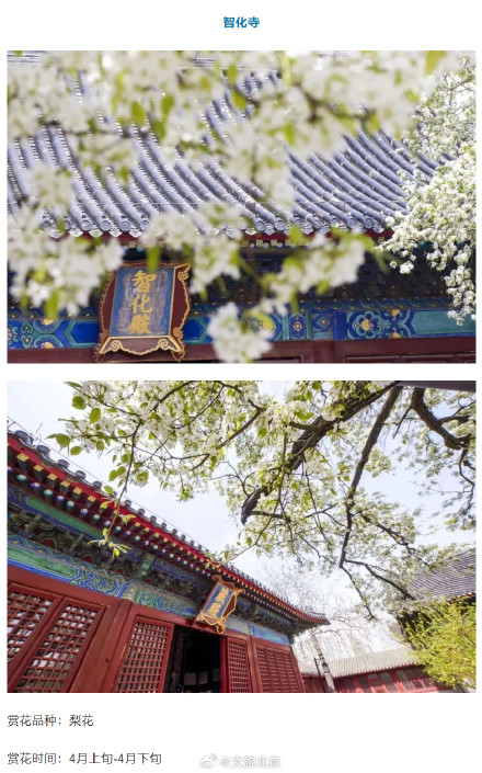 “光速入春”？北京火箭式升温，最高19℃！这些地方将开花——