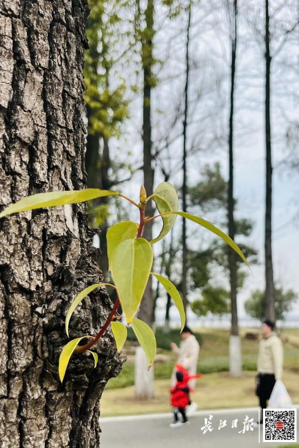 这一幕刷屏了！今天武汉人都在发朋友圈……