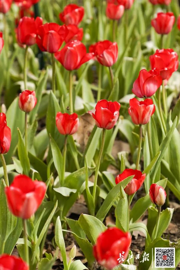 这一幕刷屏了！今天武汉人都在发朋友圈……