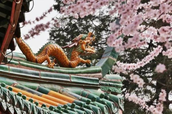 北方的春要按捺不住啦！北京这些地方将“花开成海”