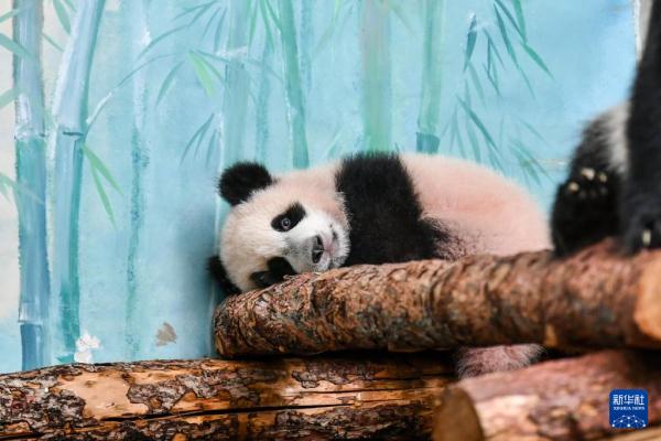 俄罗斯莫斯科：大熊猫“喀秋莎”首次公开亮相