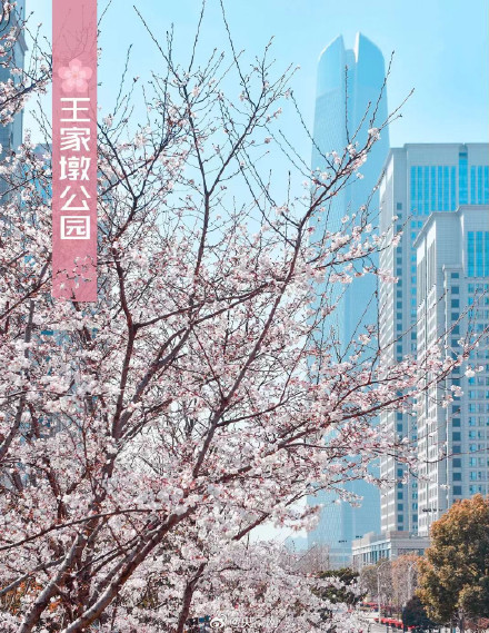 武汉十大赏樱地发布 武汉十大赏樱地发布