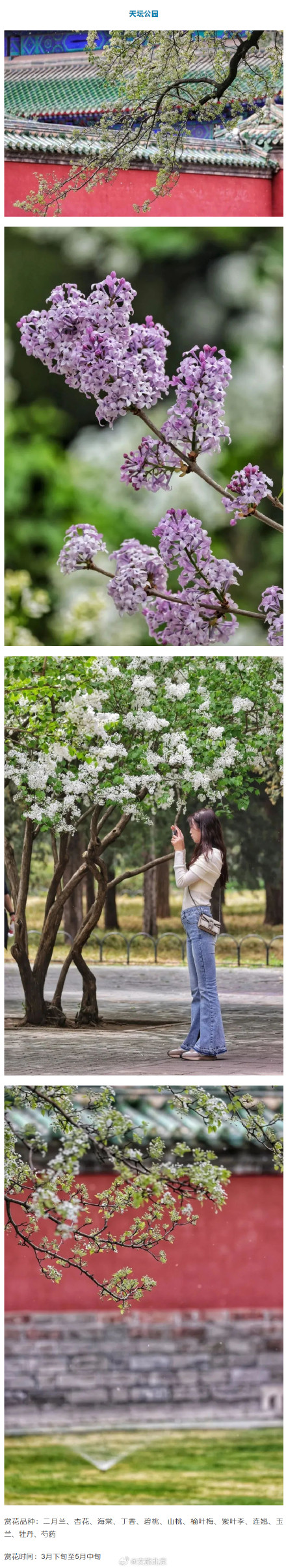 “光速入春”？北京火箭式升温，最高19℃！这些地方将开花——