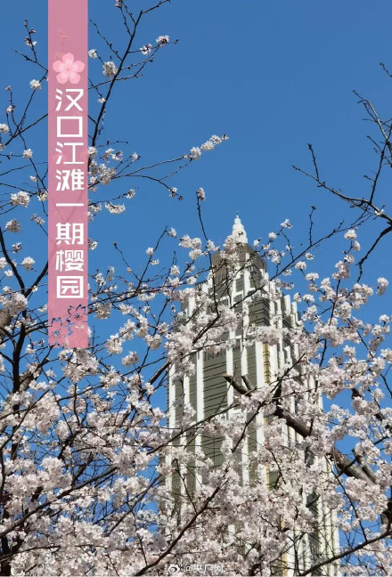 武汉十大赏樱地发布 武汉十大赏樱地发布