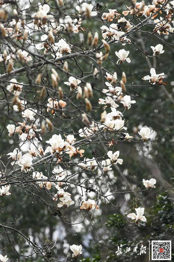 这一幕刷屏了！今天武汉人都在发朋友圈……