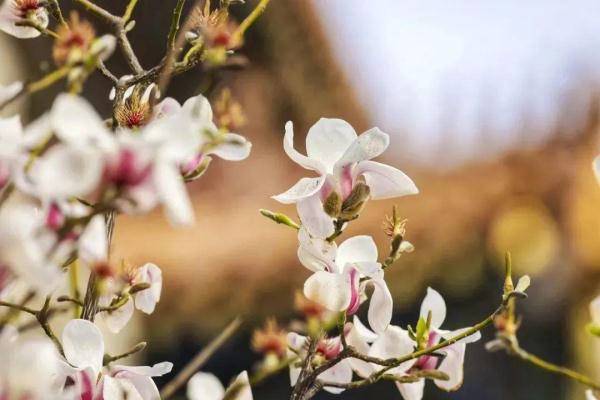 北方的春要按捺不住啦！北京这些地方将“花开成海”