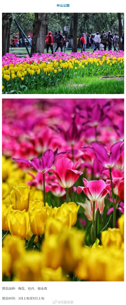 “光速入春”？北京火箭式升温，最高19℃！这些地方将开花——