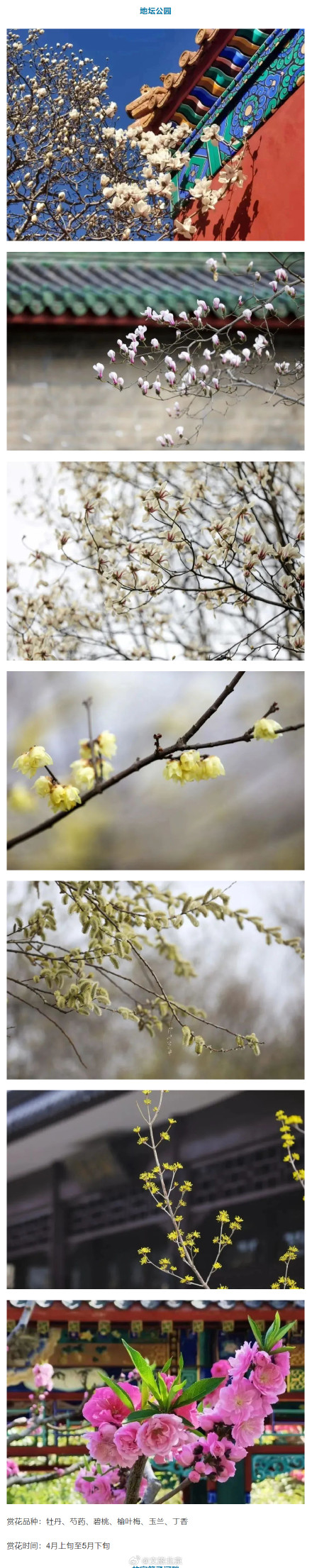 “光速入春”？北京火箭式升温，最高19℃！这些地方将开花——