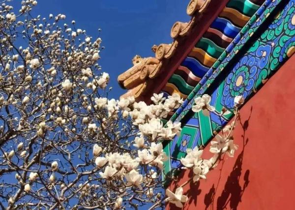 北方的春要按捺不住啦！北京这些地方将“花开成海”