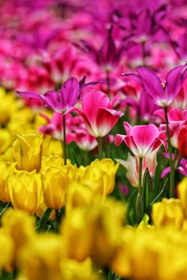 北方的春要按捺不住啦！北京这些地方将“花开成海”