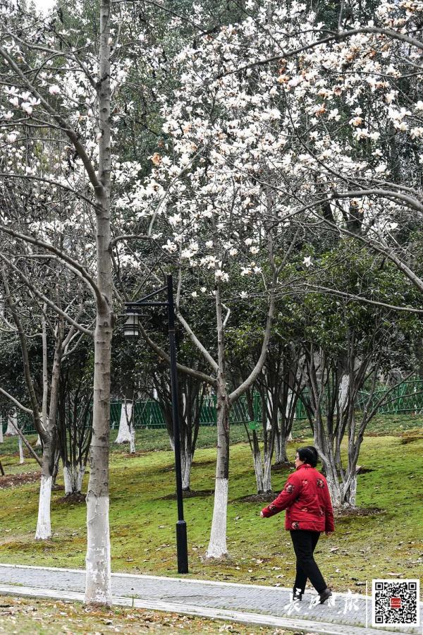 这一幕刷屏了！今天武汉人都在发朋友圈……