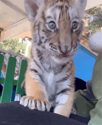 “带薪撸小老虎”?网友想替她上班 “带薪撸小老虎”?网友想替她上班