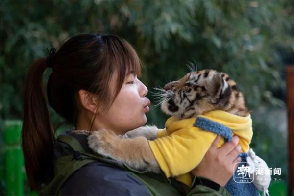 “带薪撸小老虎”?网友想替她上班 “带薪撸小老虎”?网友想替她上班