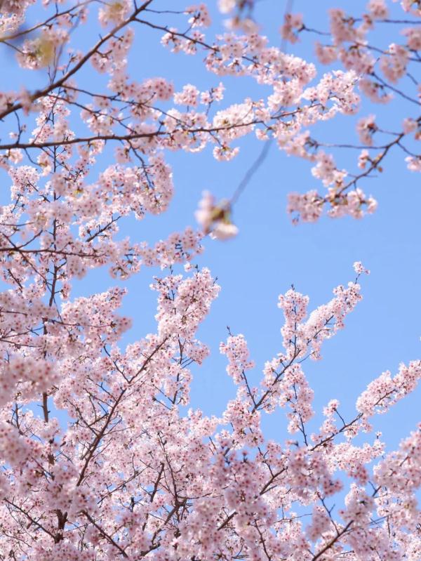 才见阳光没多久,上海今夜再迎雨水!周一上班受影响吗?何时入春?关键看这一天→ 才见阳光没多久,上海今夜再迎雨水!周一上班受影响吗?何时入春?关键看这一天→