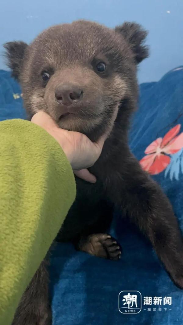 “带薪撸小老虎”?网友想替她上班 “带薪撸小老虎”?网友想替她上班