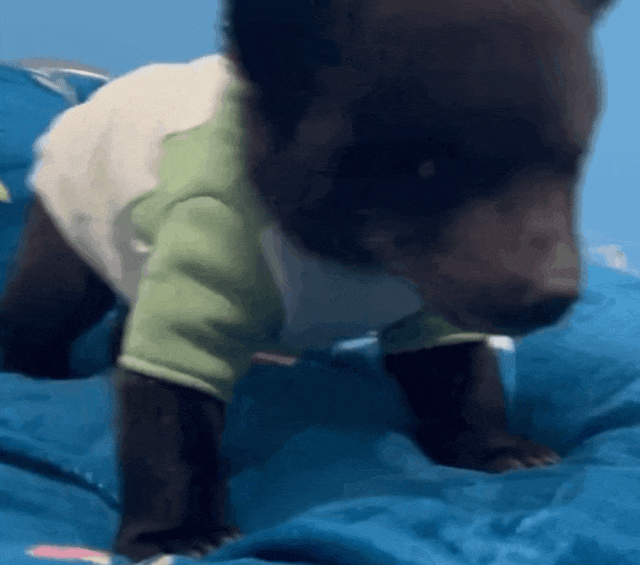 “带薪撸小老虎”?网友想替她上班 “带薪撸小老虎”?网友想替她上班