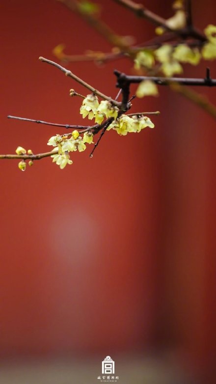 收藏！故宫的腊梅开了，属于春天的手机壁纸来了！