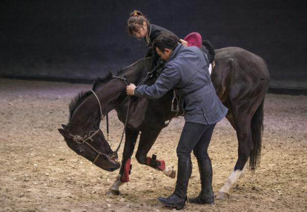 汗血马背上的萌宝骑手 汗血马背上的萌宝骑手