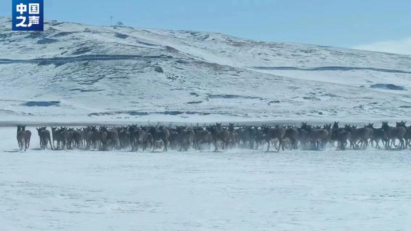 青藏高原的珍稀野生动物,如今足有25000只! 青藏高原的珍稀野生动物,如今足有25000只!