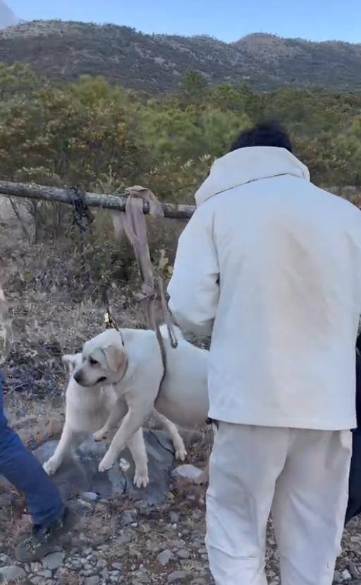 丽江一狗子跟主人爬山减肥,被抬下山!画风遭群嘲 丽江一狗子跟主人爬山减肥,被抬下山!画风遭群嘲