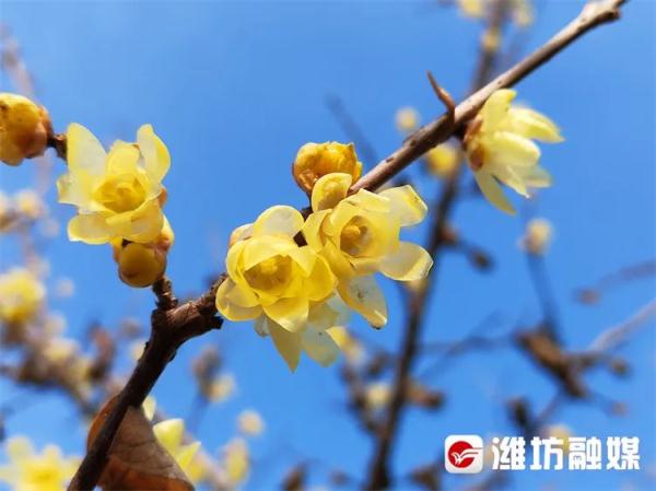 潍坊“繁花”攻略→