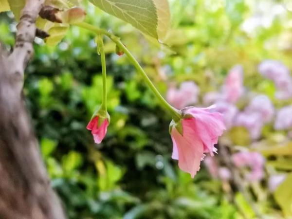 郑州最高22℃!这份春日温柔限定请收下→ 郑州最高22℃!这份春日温柔限定请收下→