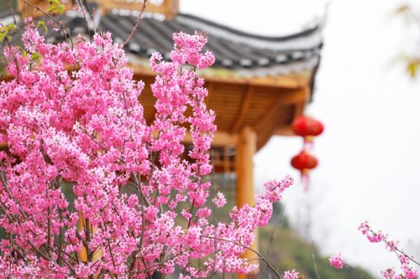 贵州天柱：樱花盛开醉游人