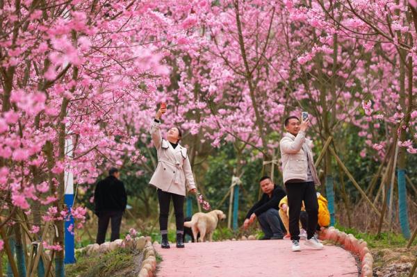 贵州天柱：樱花盛开醉游人