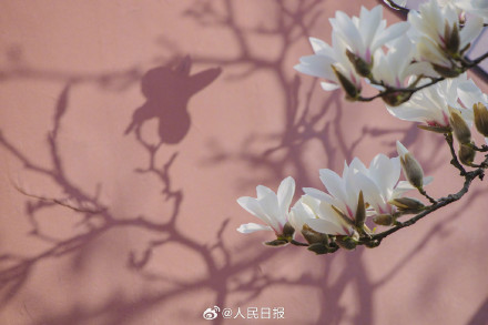 春日玉兰花盛放有多美
