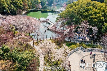 长沙望月公园开启早樱盛宴