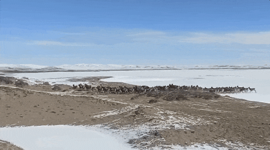 青藏高原的珍稀野生动物,如今足有25000只! 青藏高原的珍稀野生动物,如今足有25000只!