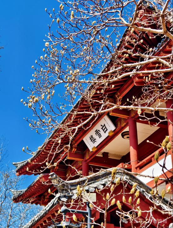 昼夜温差超15℃!山东最高温直飚22℃!网友:刚冻上又化开 昼夜温差超15℃!山东最高温直飚22℃!网友:刚冻上又化开