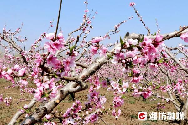 潍坊“繁花”攻略→