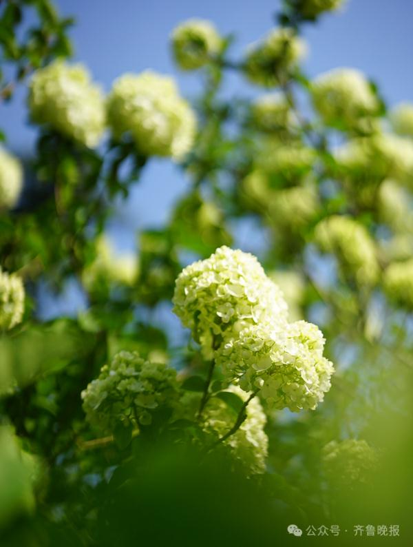 昼夜温差超15℃!山东最高温直飚22℃!网友:刚冻上又化开 昼夜温差超15℃!山东最高温直飚22℃!网友:刚冻上又化开