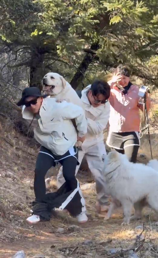 丽江一狗子跟主人爬山减肥,被抬下山!画风遭群嘲 丽江一狗子跟主人爬山减肥,被抬下山!画风遭群嘲