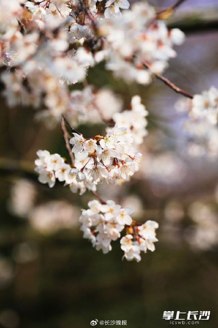 长沙望月公园开启早樱盛宴