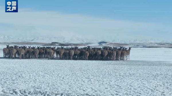 青藏高原的珍稀野生动物,如今足有25000只! 青藏高原的珍稀野生动物,如今足有25000只!
