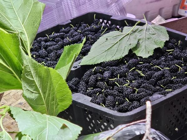 南宁人的“水果自由”时间又来啦! 南宁人的“水果自由”时间又来啦!