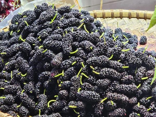 南宁人的“水果自由”时间又来啦! 南宁人的“水果自由”时间又来啦!