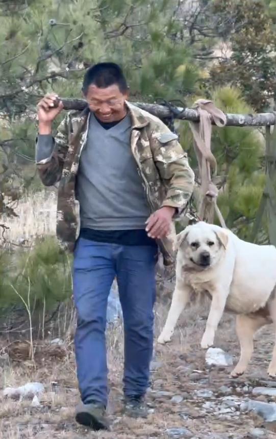 丽江一狗子跟主人爬山减肥,被抬下山!画风遭群嘲 丽江一狗子跟主人爬山减肥,被抬下山!画风遭群嘲