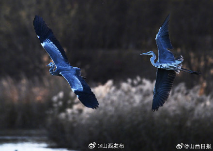 太原市汾河湿地公园已成为鸟类栖息的“天堂”