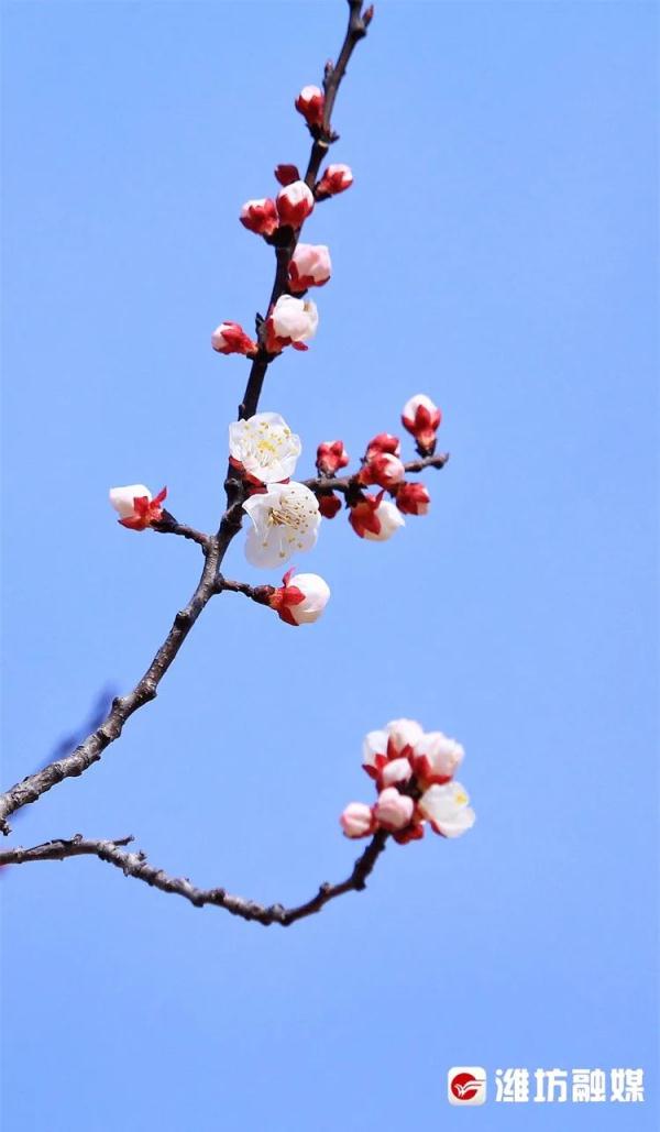 潍坊“繁花”攻略→