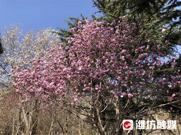 潍坊“繁花”攻略→