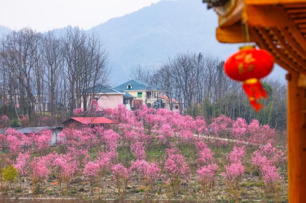 贵州天柱：樱花盛开醉游人