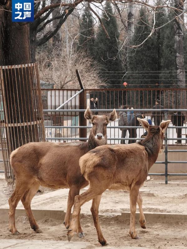 青藏高原的珍稀野生动物,如今足有25000只! 青藏高原的珍稀野生动物,如今足有25000只!