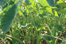 不要碰!不要吃!紧急提醒 不要碰!不要吃!紧急提醒